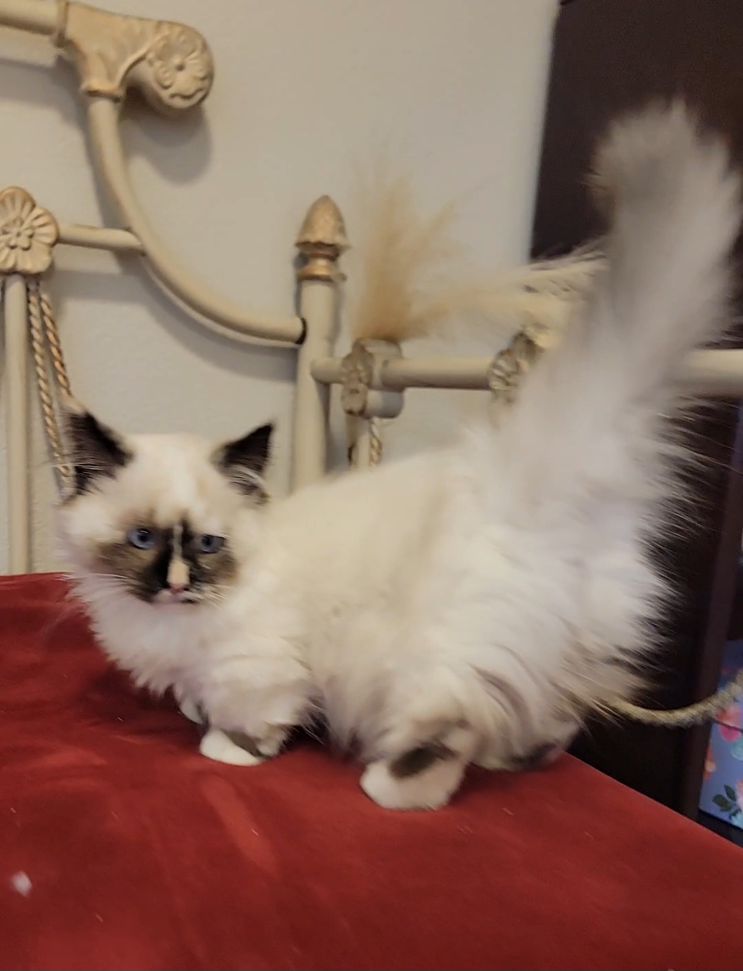 ragdoll kitten Nimbus