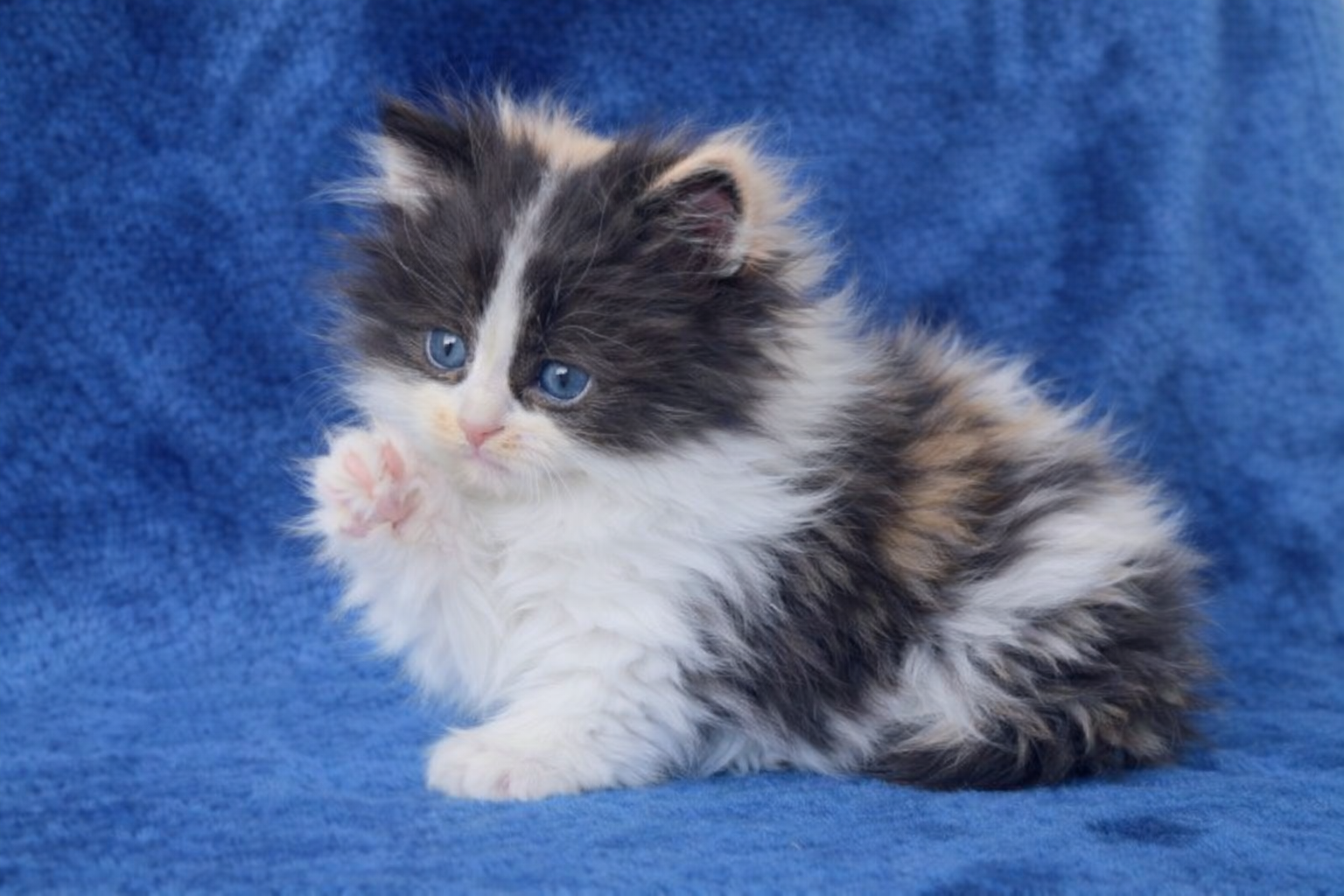 ragdoll kitten Wicket