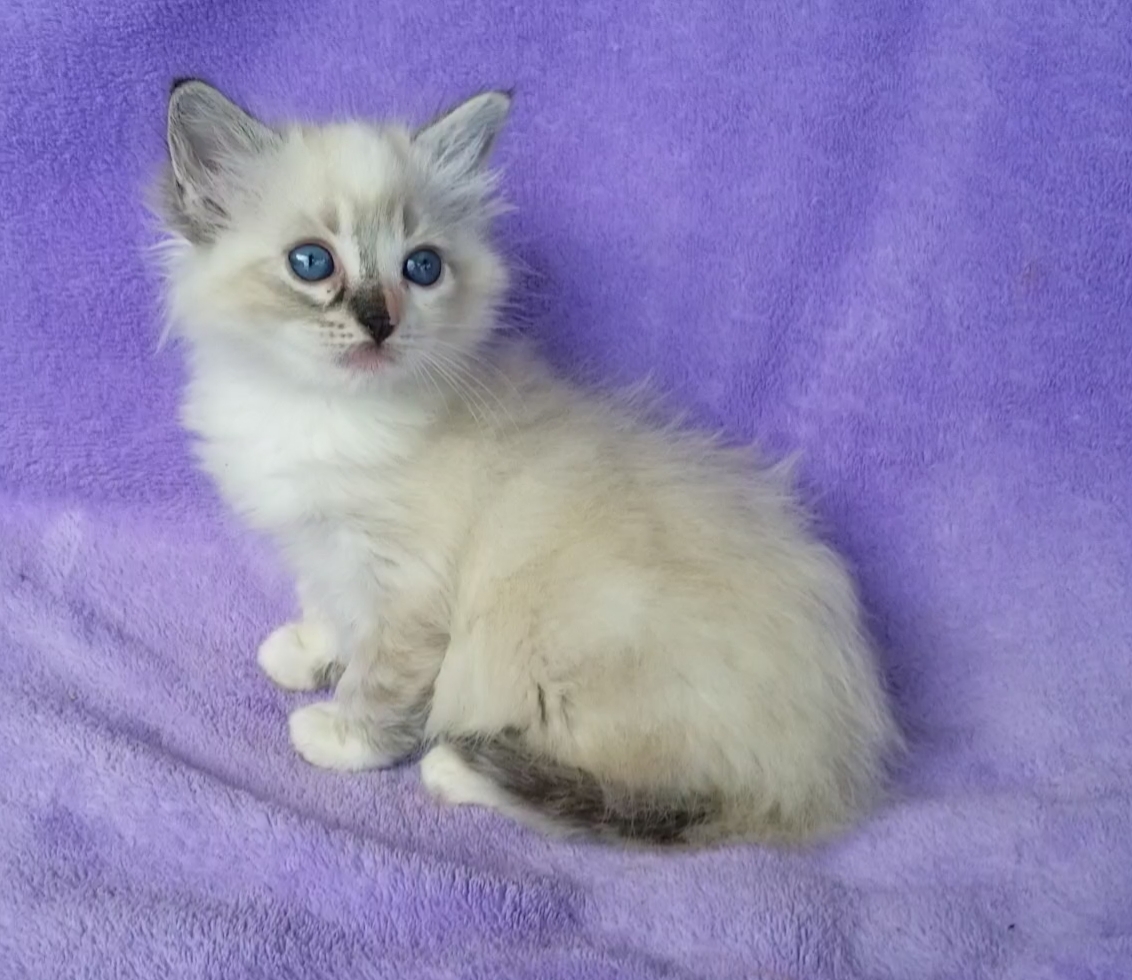 aarons ragdolls