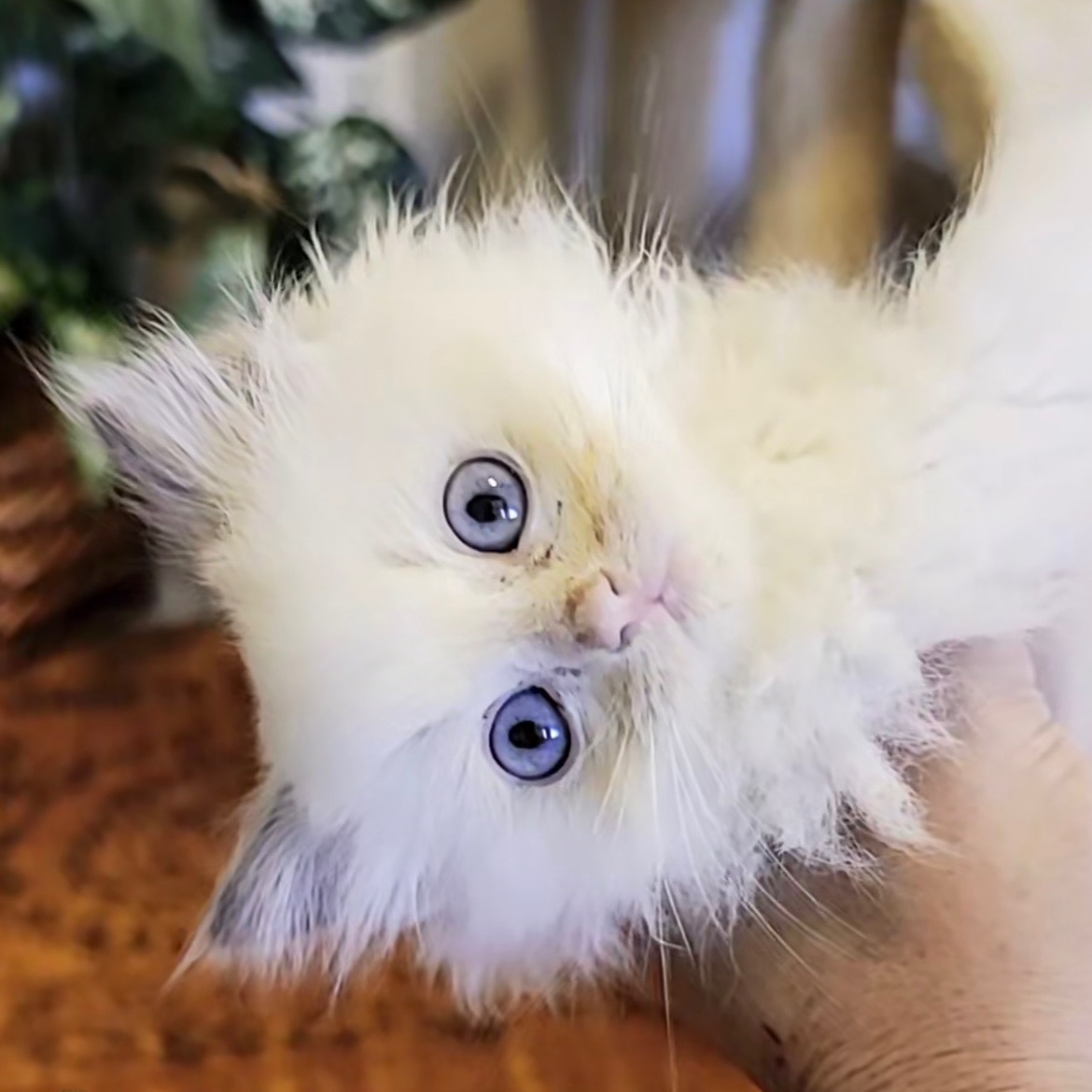 ragdoll kitten Pickles