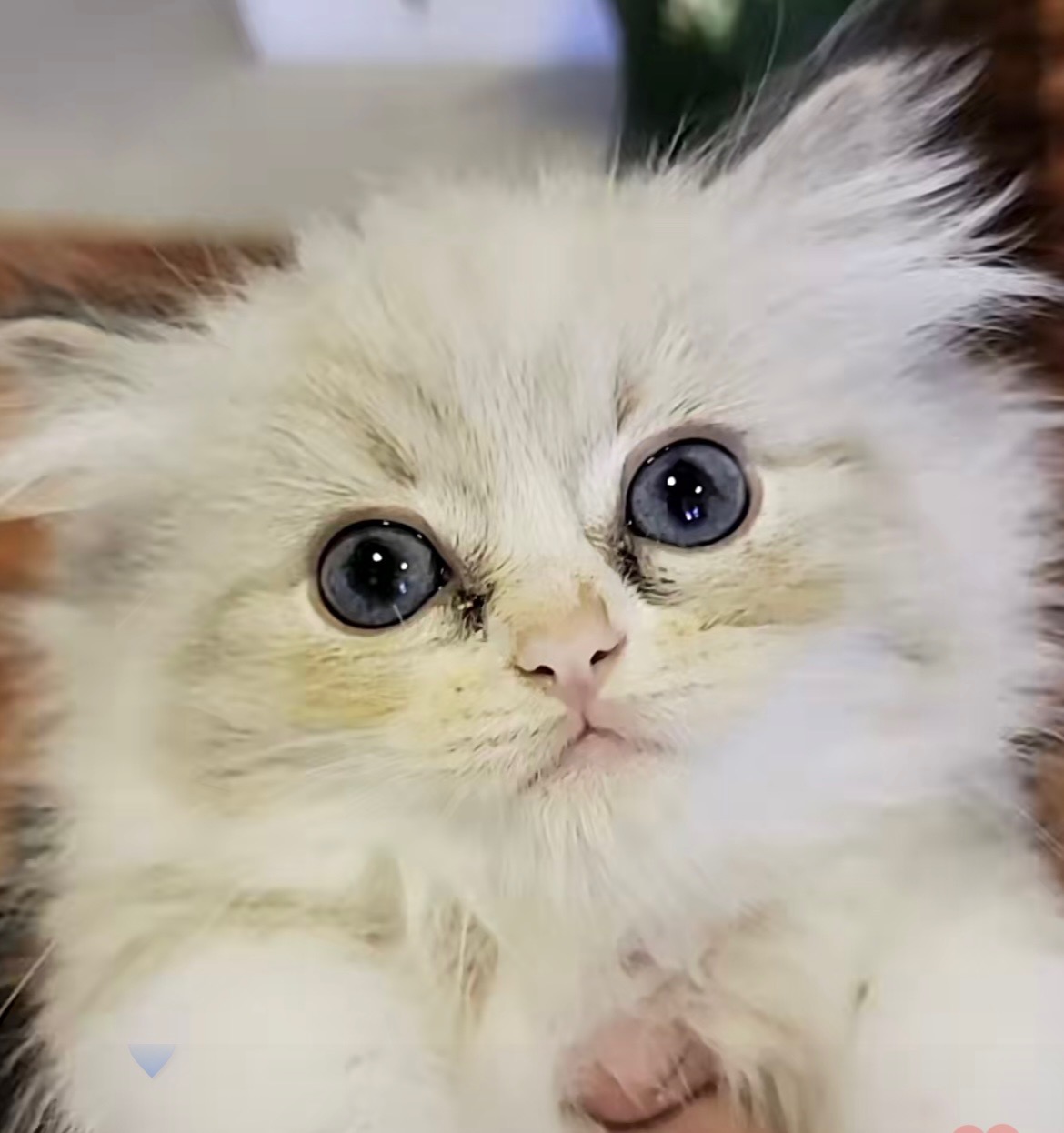 ragdoll kitten Lucas