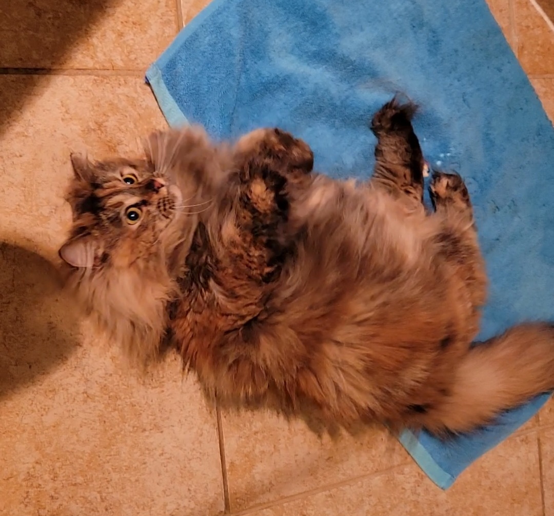 ragdoll kitten Daisy