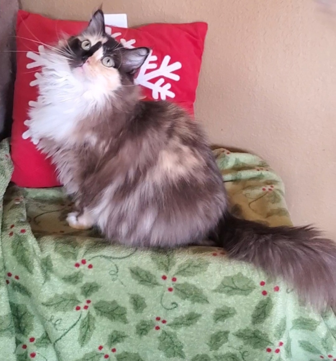 ragdoll kitten Sheeba