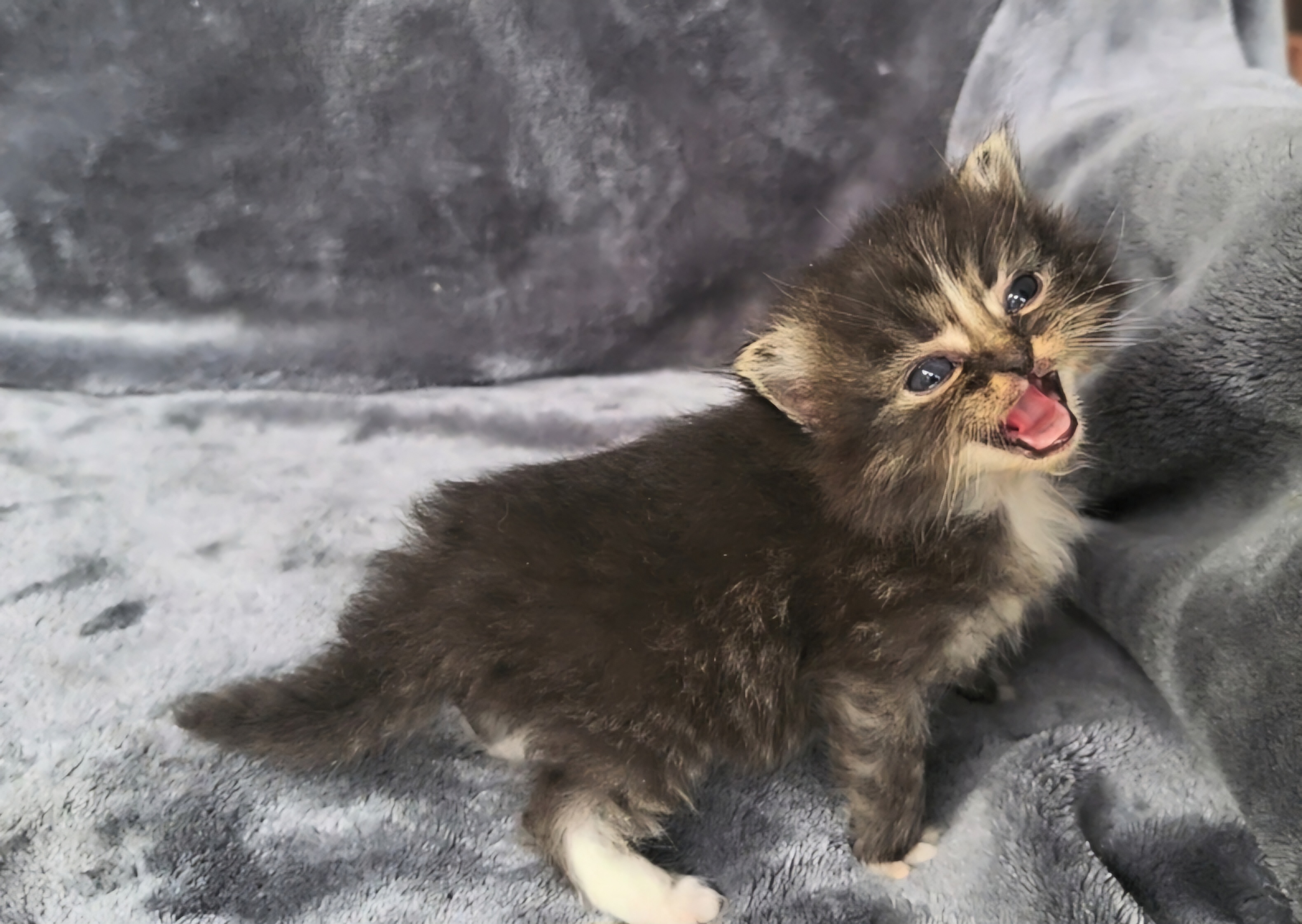 ragdoll kitten Kevin
