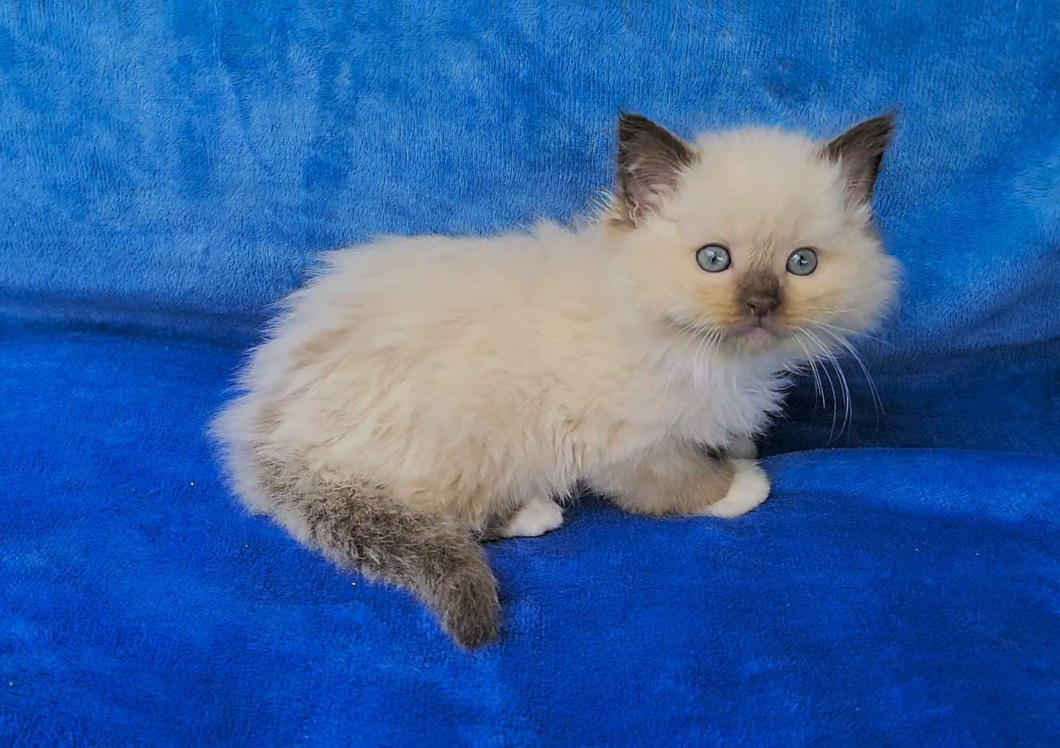 ragdoll kitten Prince