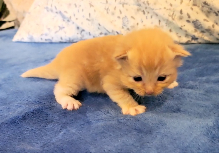 ragdoll kitten Marmalade