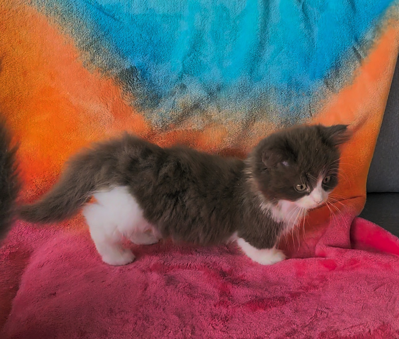 ragdoll kitten Neko