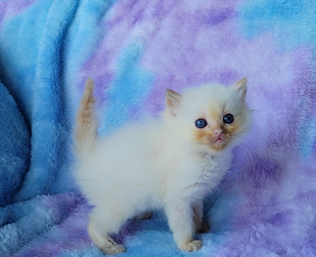 ragdoll kitten Nugget