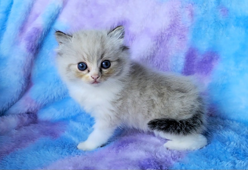 ragdoll kitten Lucas