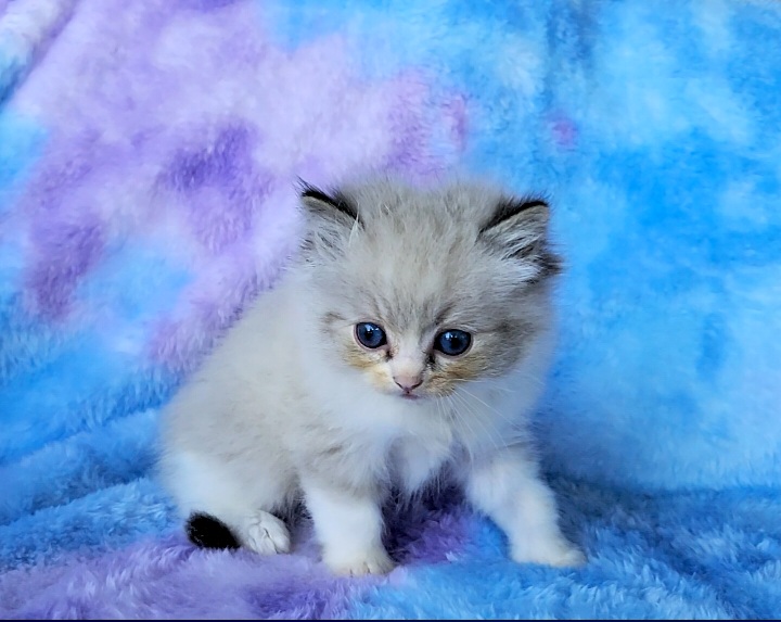 ragdoll kitten Lucas