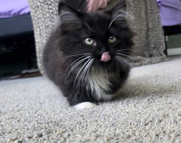 ragdoll kitten Oreo