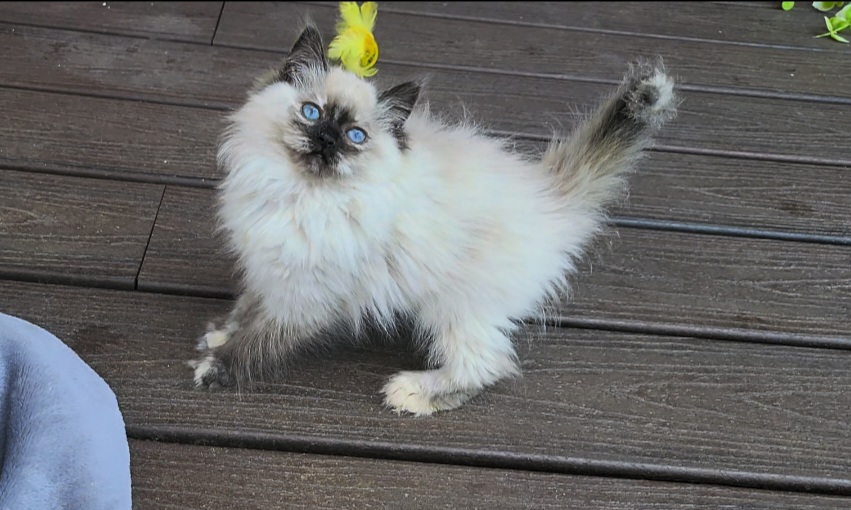 ragdoll kitten Misty