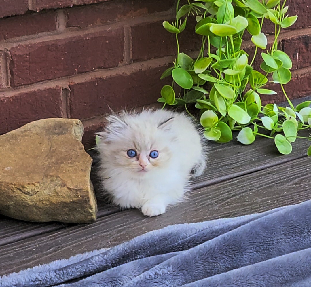 ragdoll kitten Lucas