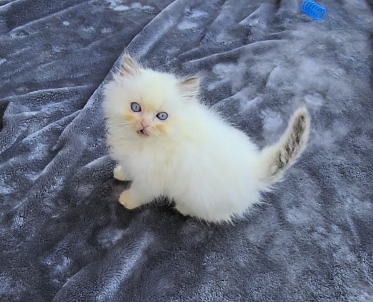 ragdoll kitten Pickles