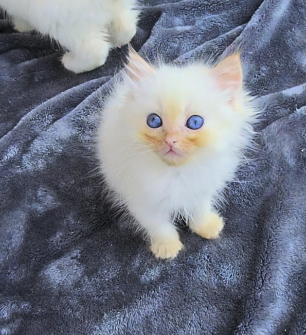 ragdoll kitten Nugget 