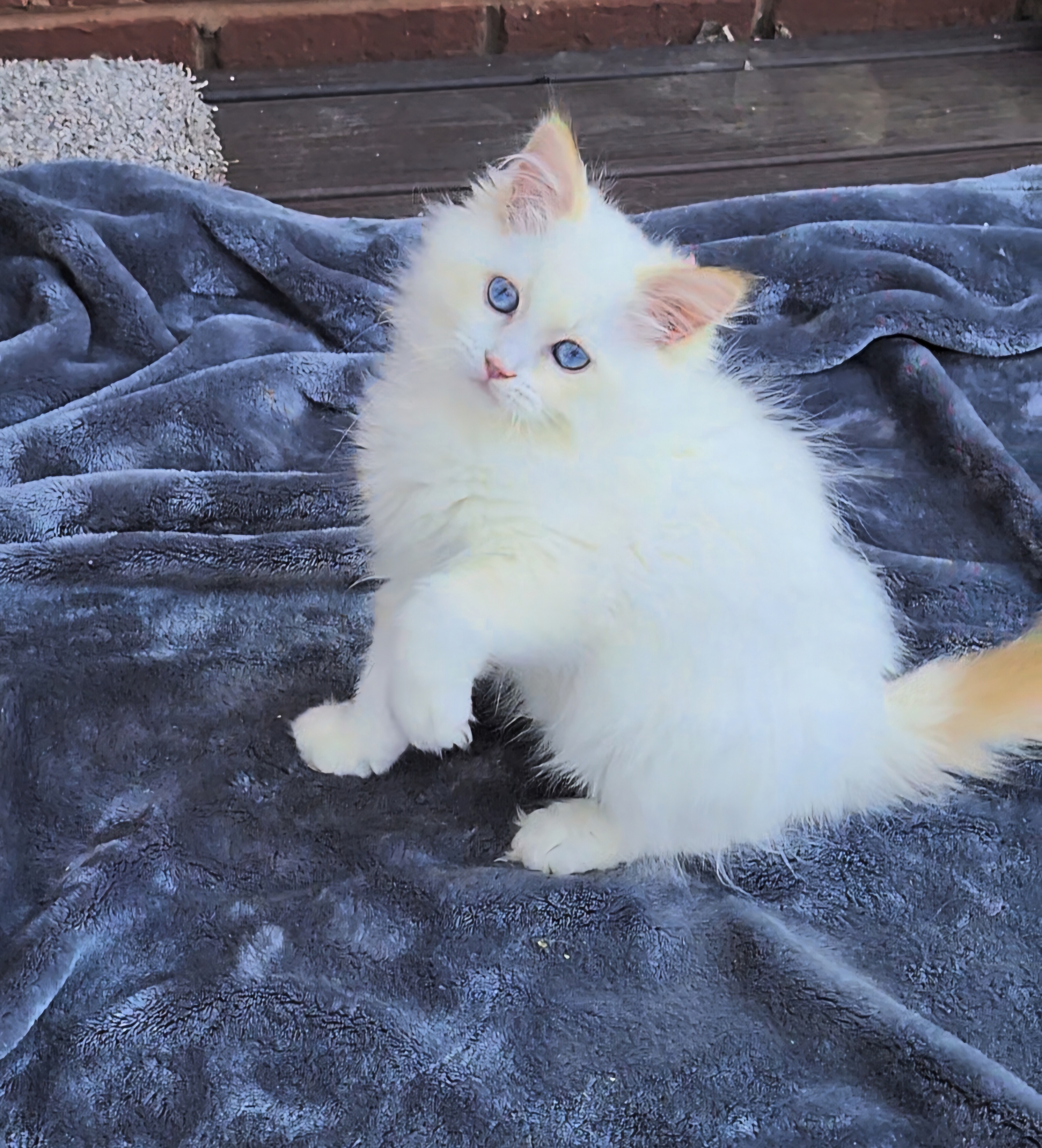 ragdoll kitten Clifford