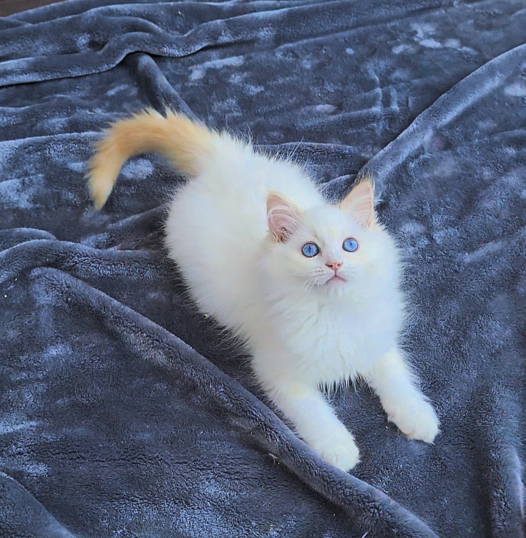 ragdoll kitten Clifford