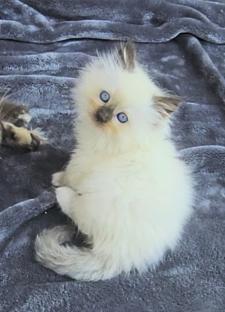ragdoll kitten Snicker Doodle