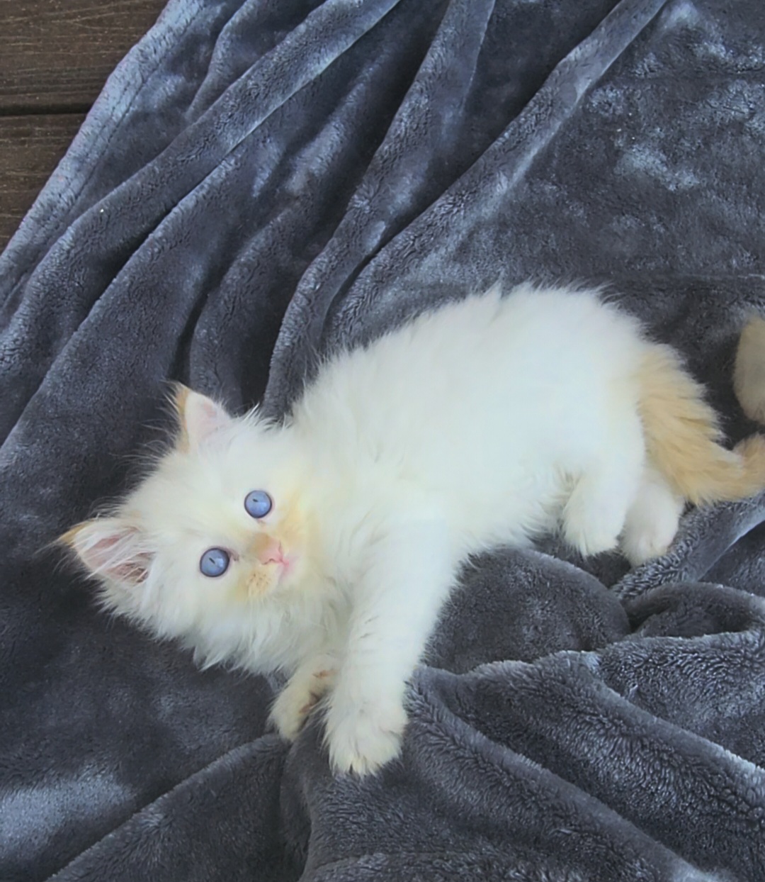 ragdoll kitten Ronald 