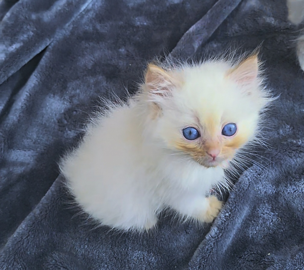 ragdoll kitten Nugget 
