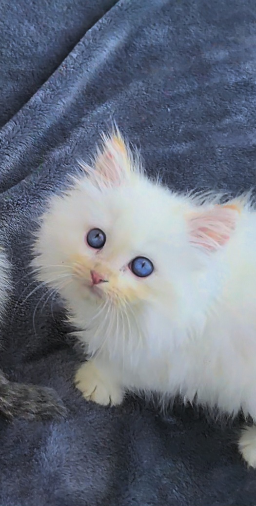 ragdoll kitten Ronald