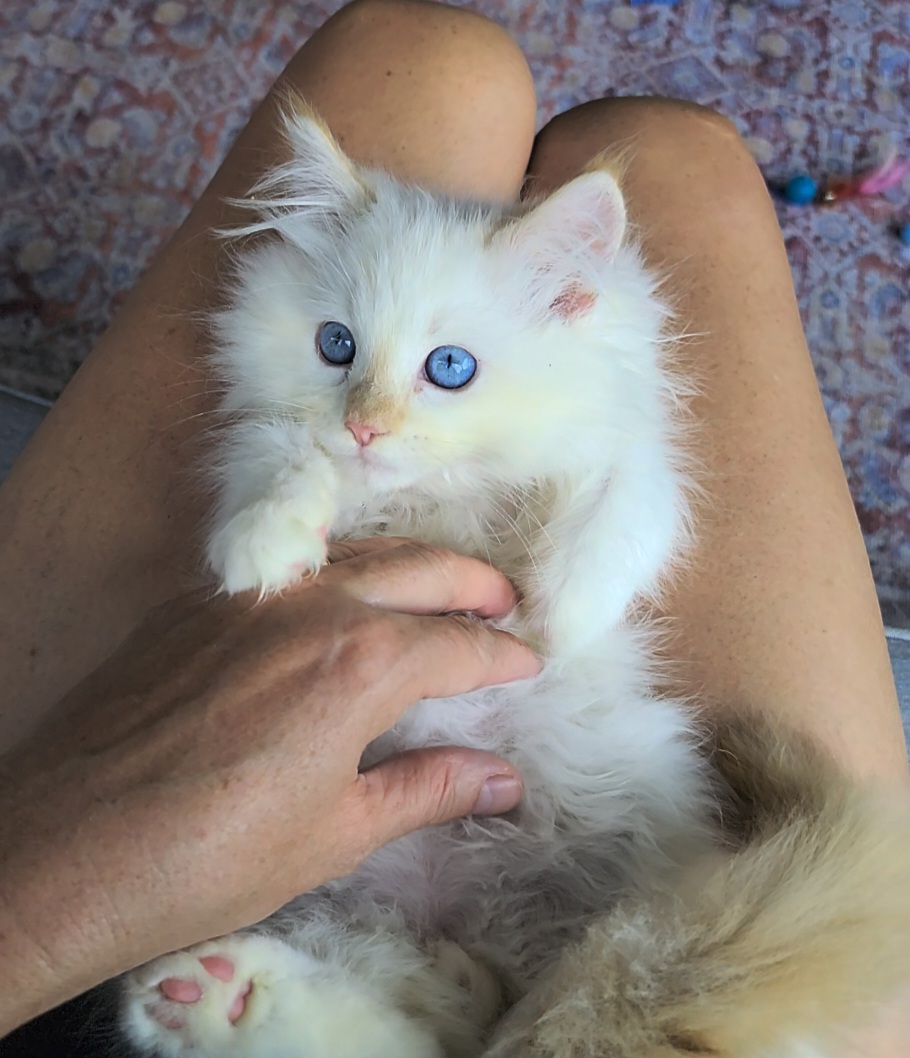 ragdoll kitten Ronald Weezley