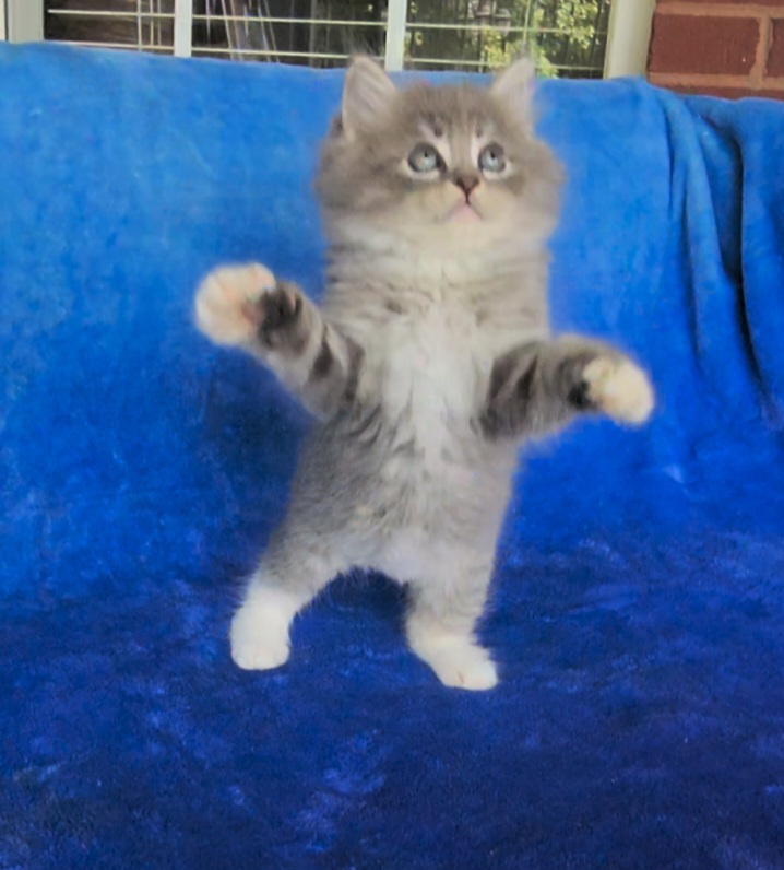 ragdoll kitten Moose Tracks