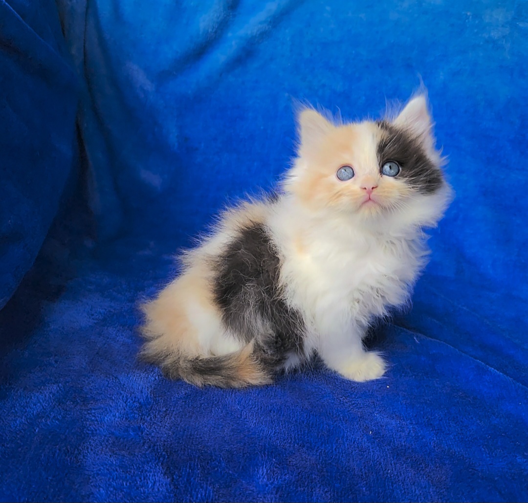 ragdoll kitten Calico girl