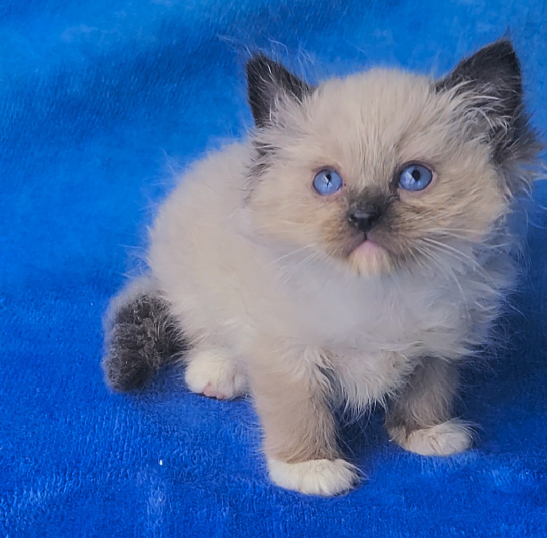 ragdoll kitten Tobee