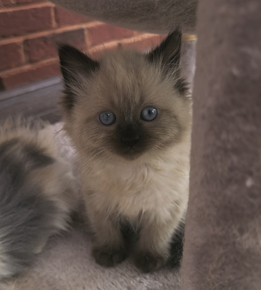 ragdoll kitten Alicia's girl