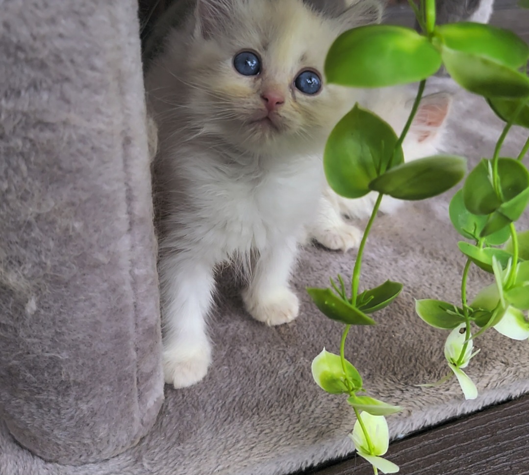 ragdoll kitten Blue Bell