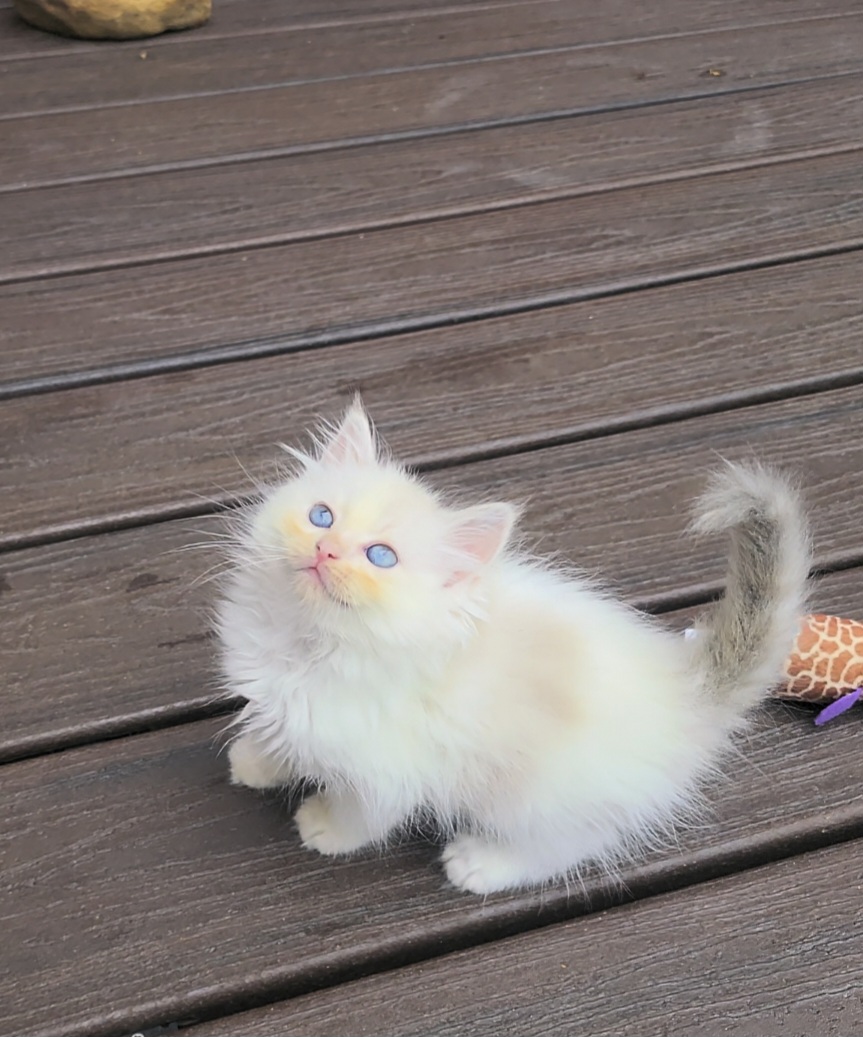 ragdoll kitten Marbles
