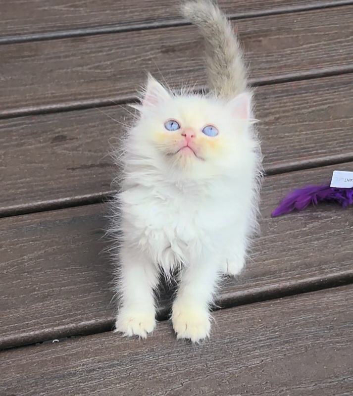 ragdoll kitten Marbles