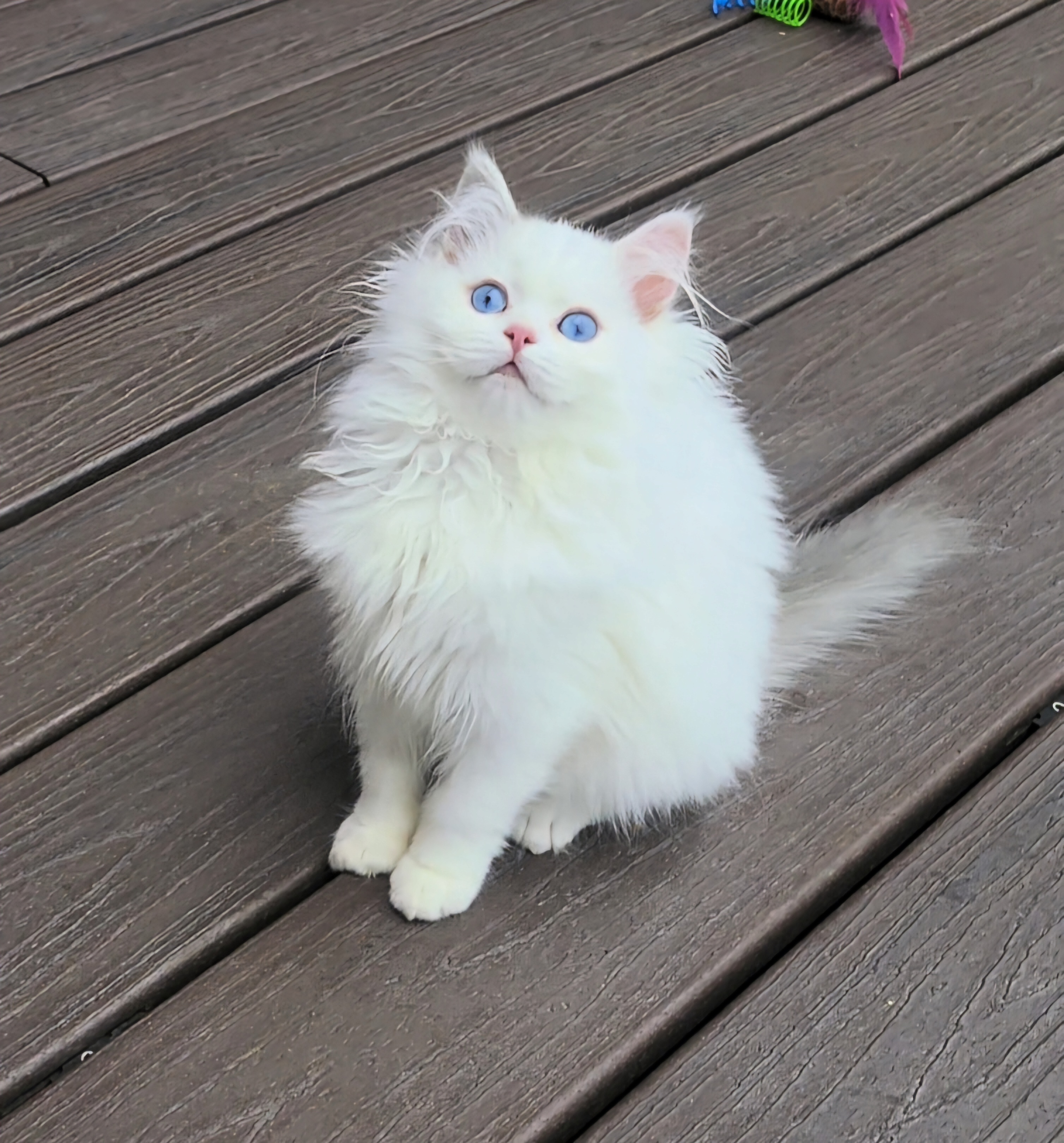 ragdoll kitten Piper