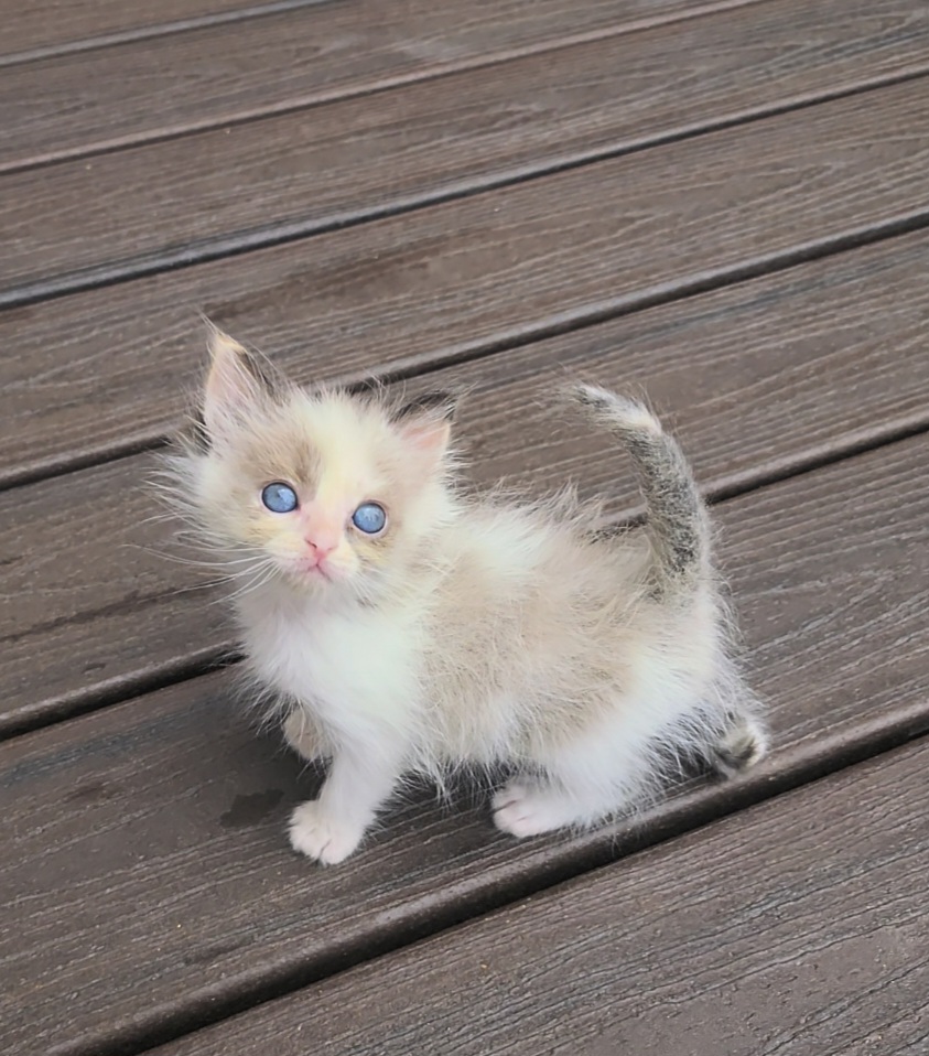ragdoll kitten Pip Squeak