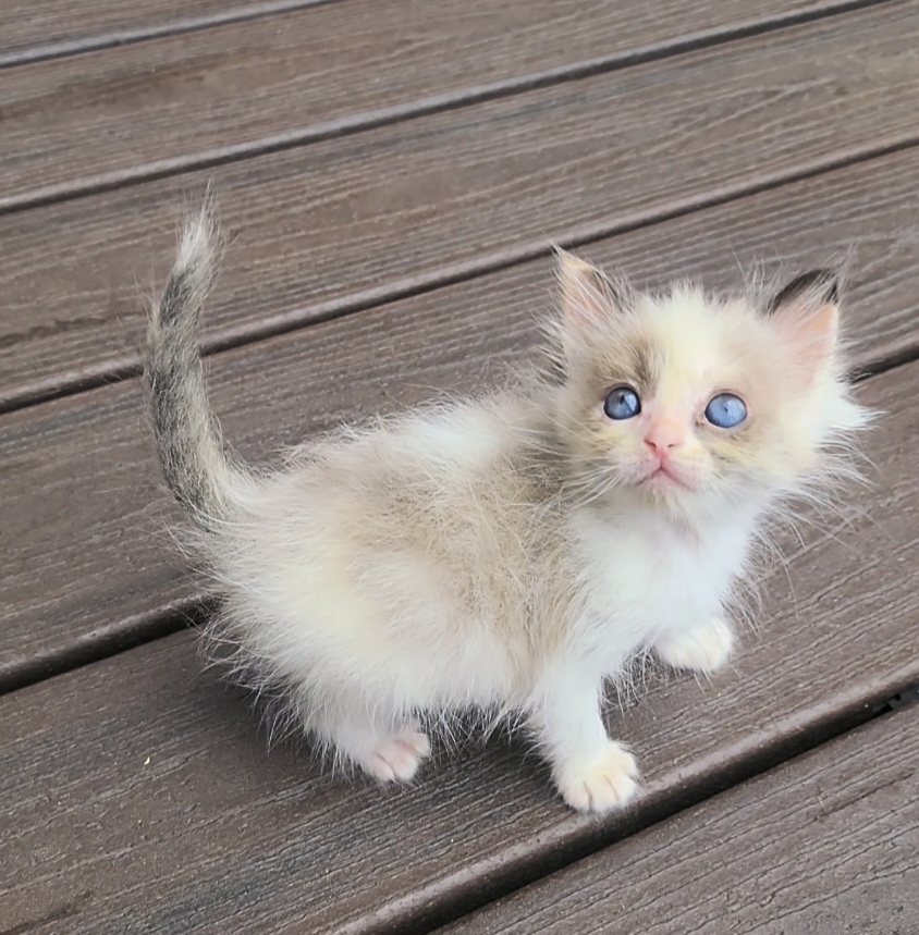 ragdoll kitten Pip Squeak