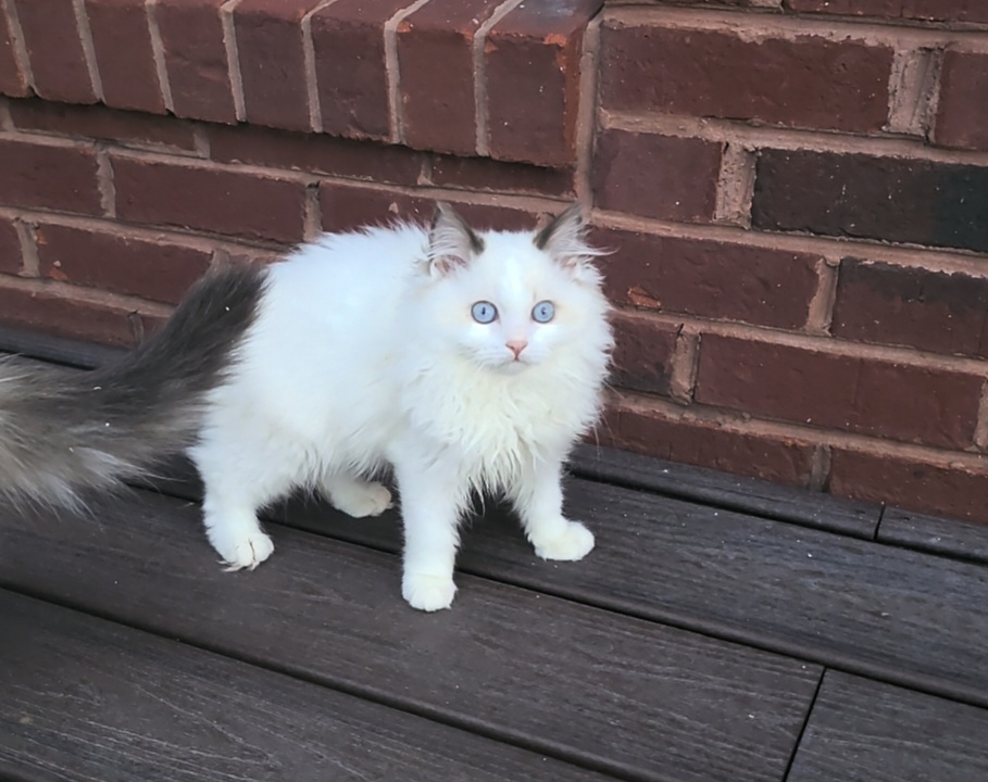 ragdoll kitten Pickles
