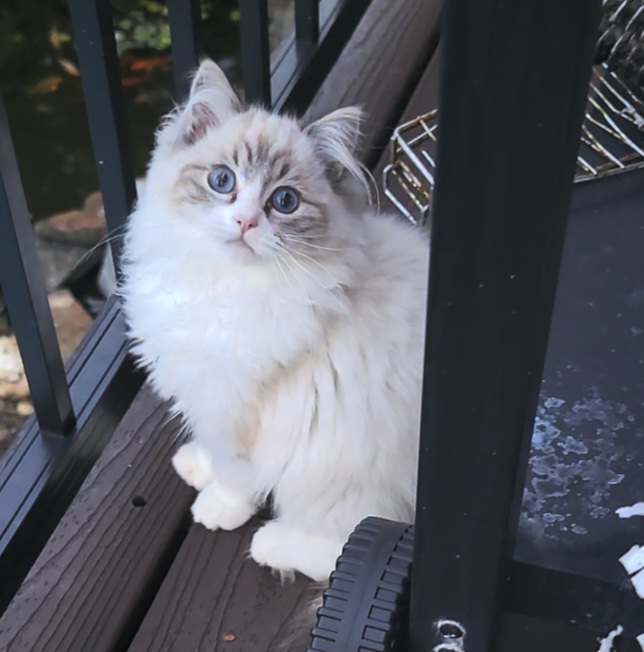 ragdoll kitten Lucas
