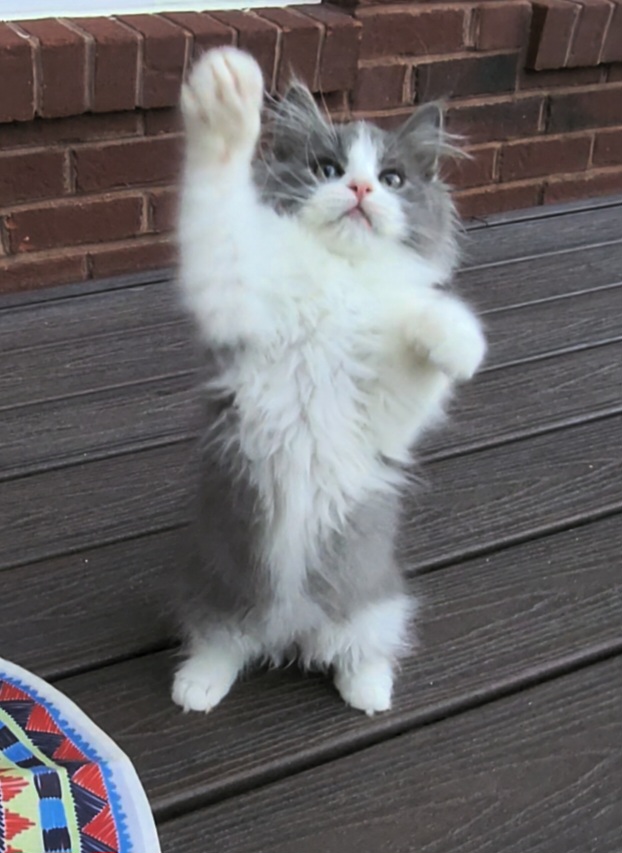 ragdoll kitten Chuncky Monkey