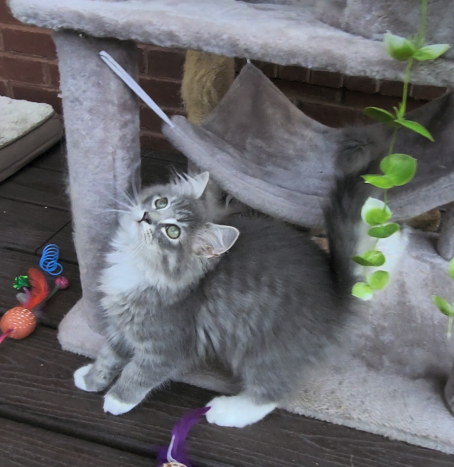 ragdoll kitten Moose Tracks