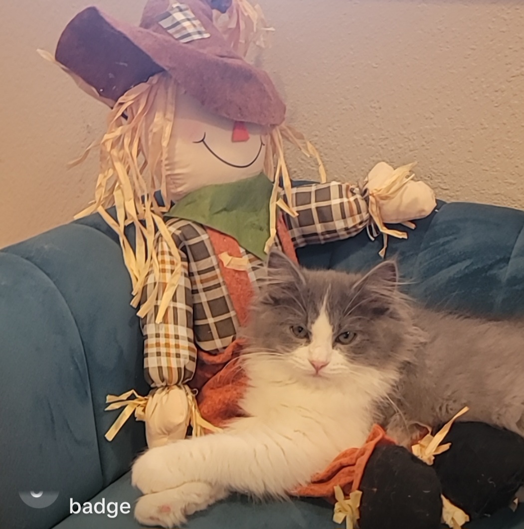 ragdoll kitten Chunky Monkey