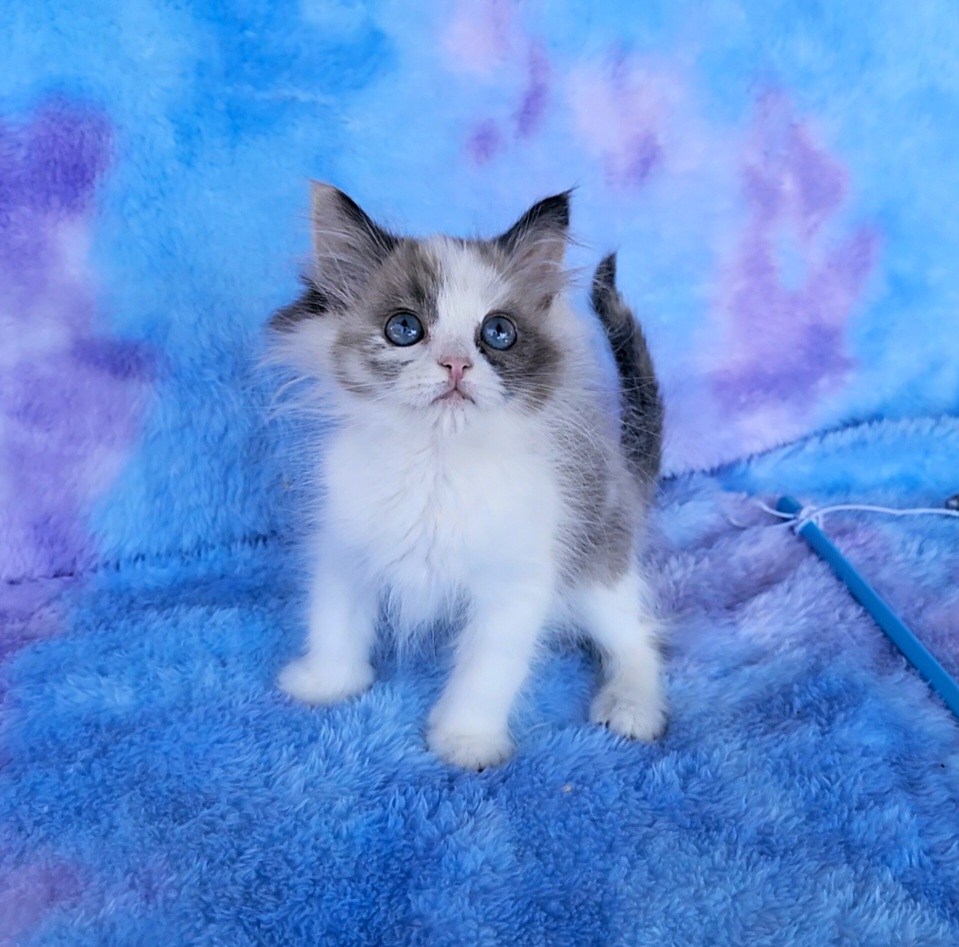 ragdoll kitten Pip Squeak