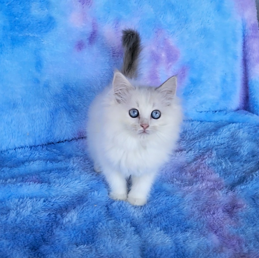 ragdoll kitten Marbles