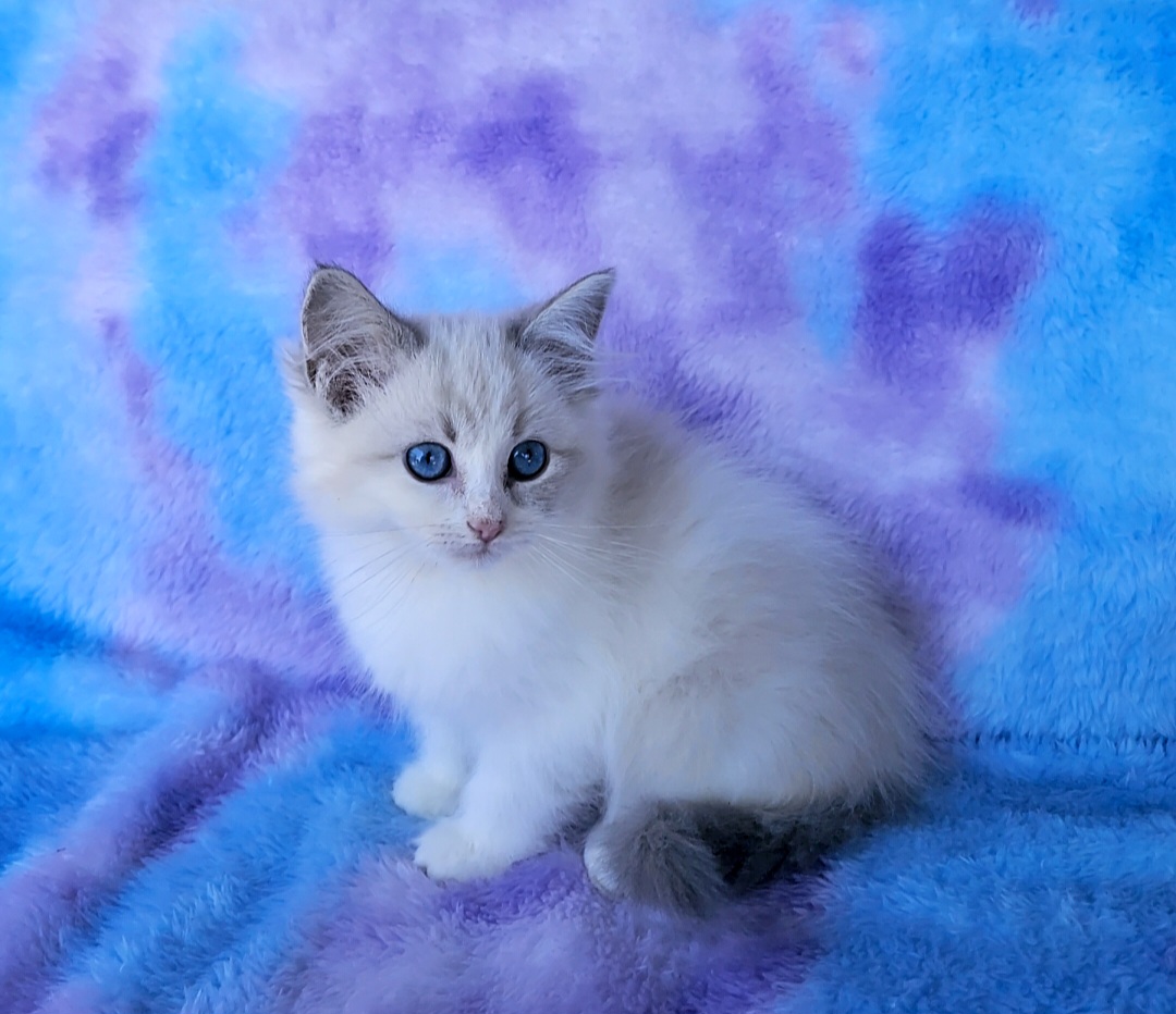 ragdoll kitten Bluebell
