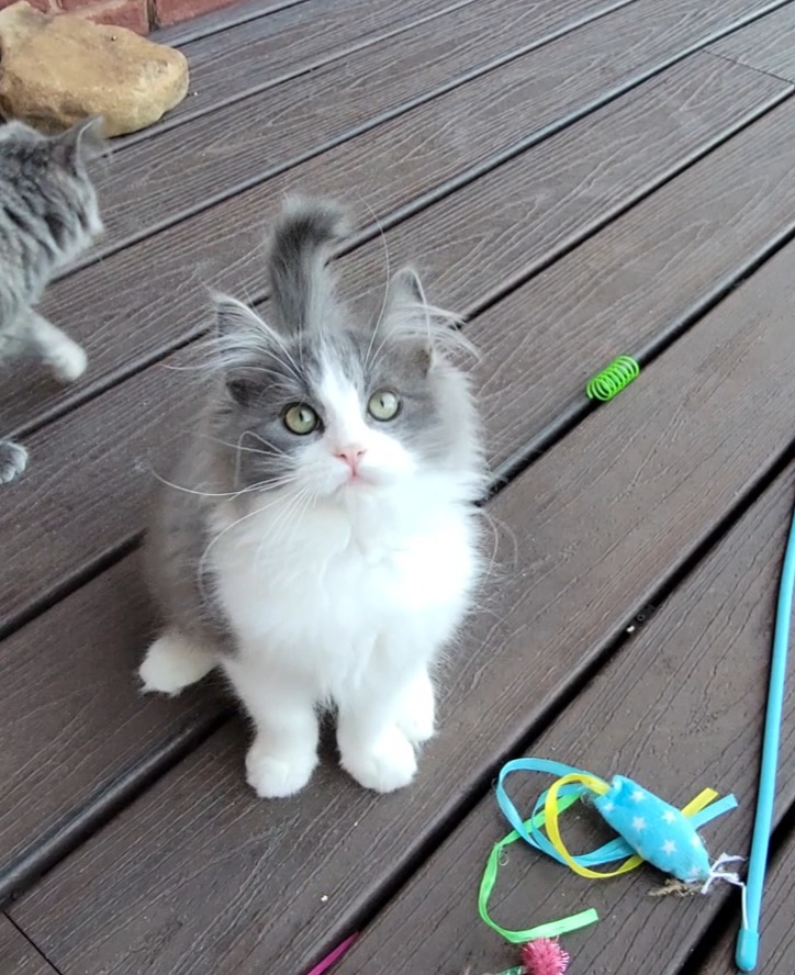 ragdoll kitten Chuncky Monkey