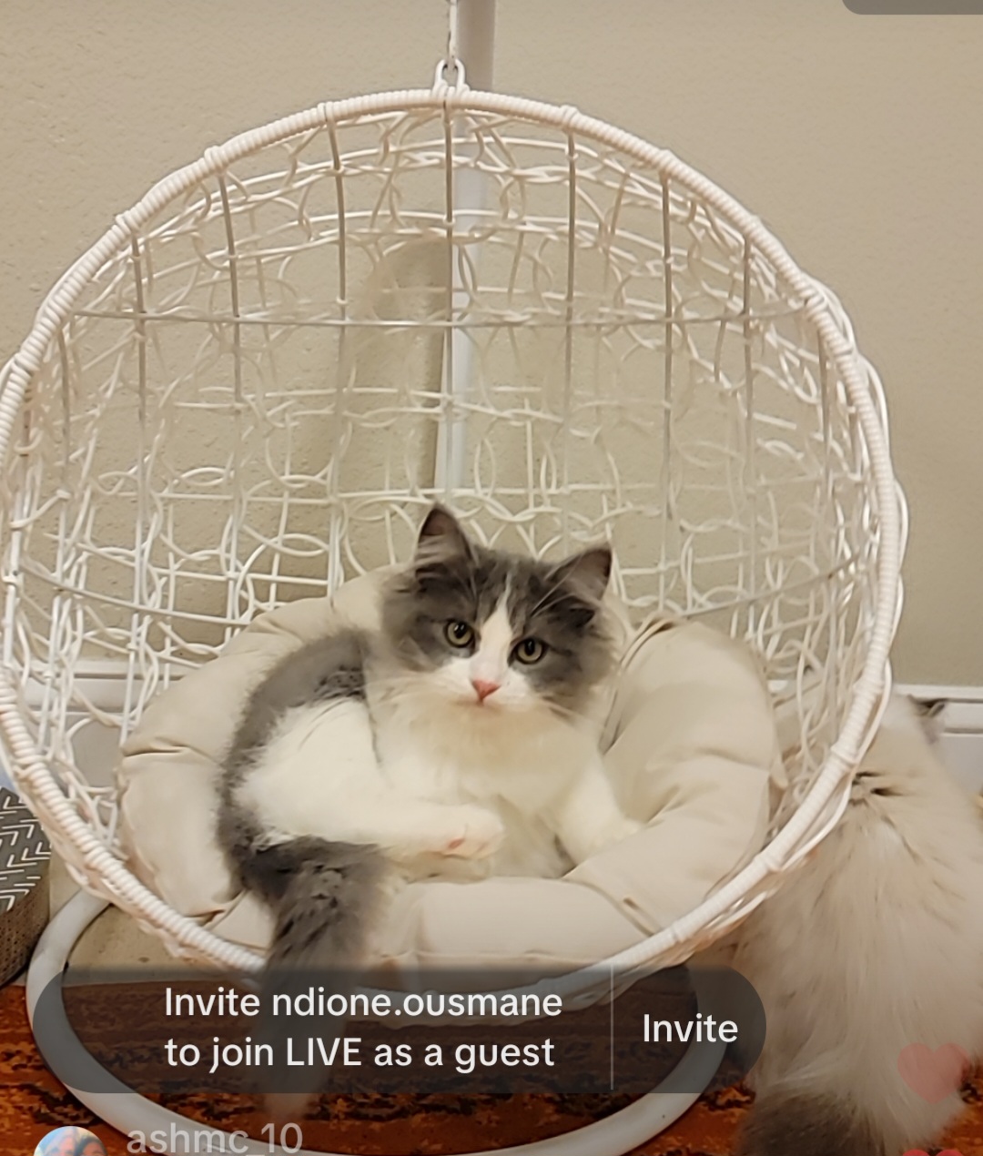 ragdoll kitten Chunky Monkey