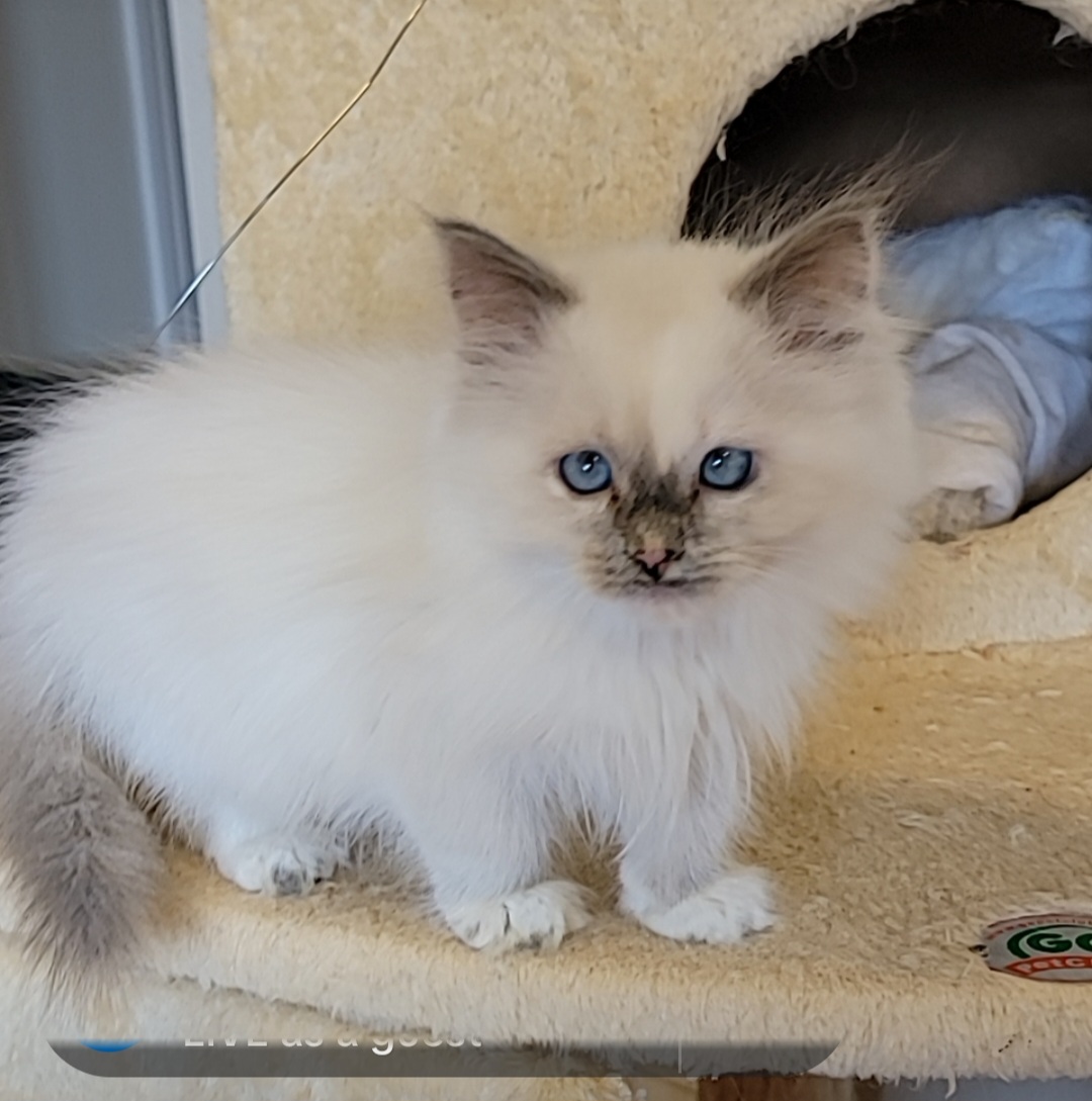 ragdoll kitten Blue Bonnet 