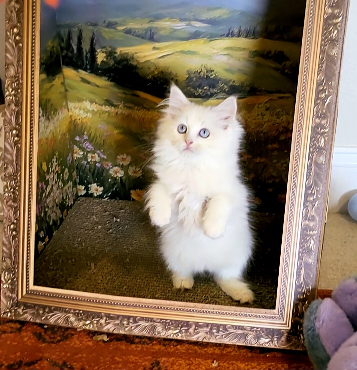 ragdoll kitten Marbles