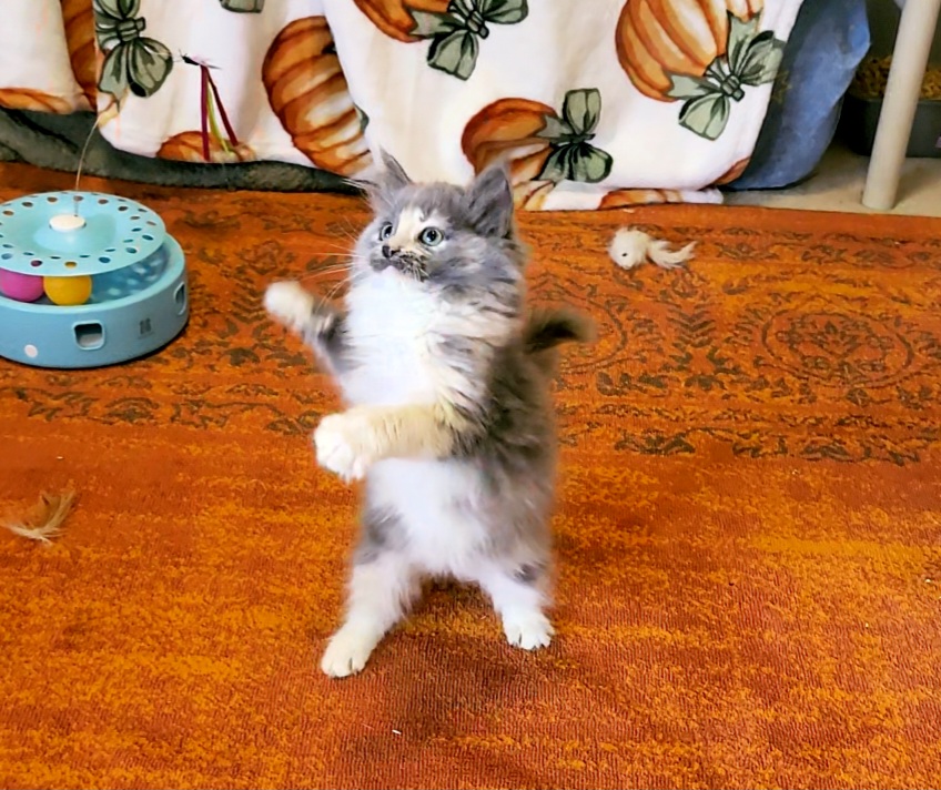 ragdoll kitten Grumble