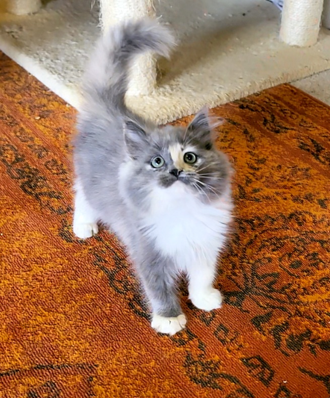 ragdoll kitten Grumble